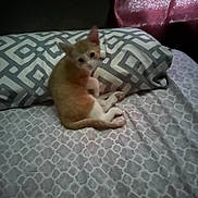 Jasper joined the competition — help win amazing prizes! cat, kitten, orange_cat, white_cat, sleeping, lying_down, curled_up, pet, animal, bed, bedding, pillow, blanket, bedroom, indoor, cozy, patterned_fabric, curtain, relaxing, cute