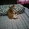 cat, kitten, orange_cat, white_cat, sleeping, lying_down, curled_up, pet, animal, bed, bedding, pillow, blanket, bedroom, indoor, cozy, patterned_fabric, curtain, relaxing, cute
