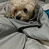 Bella joined the competition — help win amazing prizes! dog, puppy, small_dog, fluffy, white_fur, curly_fur, pet, animal, face, eyes, nose, indoors, bed, blanket, bedding, sleepy, cozy, portrait, closeup, home