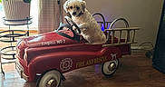 Bella joined the competition — help win amazing prizes! dog, puppy, small_dog, fluffy, curly_fur, white_fur, collar, sitting, toy_truck, fire_truck, red_vehicle, steering_wheel, fire_rescue, indoor, living_room, houseplant, window, curtains, wooden_floor, pet_portrait