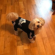 Bella is registered to the contest to win money with this photo: dog, dogs, pet, puppy, fluffy, small_dog, curly_fur, black_clothing, dog_shirt, fashionable, standing, looking_up, indoor, hardwood_floor, home, wooden_floor, portrait, candid, companion, cute