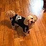dog, dogs, pet, puppy, fluffy, small_dog, curly_fur, black_clothing, dog_shirt, fashionable, standing, looking_up, indoor, hardwood_floor, home, wooden_floor, portrait, candid, companion, cute