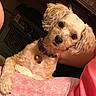dog, small_dog, fluffy, cream_colored, pet, animal, portrait, close_up, car, vehicle, blanket, pink_blanket, collar, tag, brown_eyes, black_nose, long_ears, sitting, indoor, cute