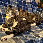 Sebastian is registered to the contest to win money with this photo: cat, tabby_cat, pet, animal, feline, resting, paw, blanket, cozy, indoor, striped, cute, relaxed, friendship, comfort, lying_down, fur, whiskers, ears, pink_nose