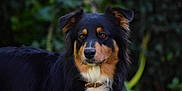 Rita a rejoint le concours — aidez-le/la à gagner de superbes lots ! alert, animal, background_blur, black_fur, brown_fur, canine, collar, dog, ears, face, fur, greenery, mammal, nature, outdoor, pet, portrait, standing, whiskers, white_fur