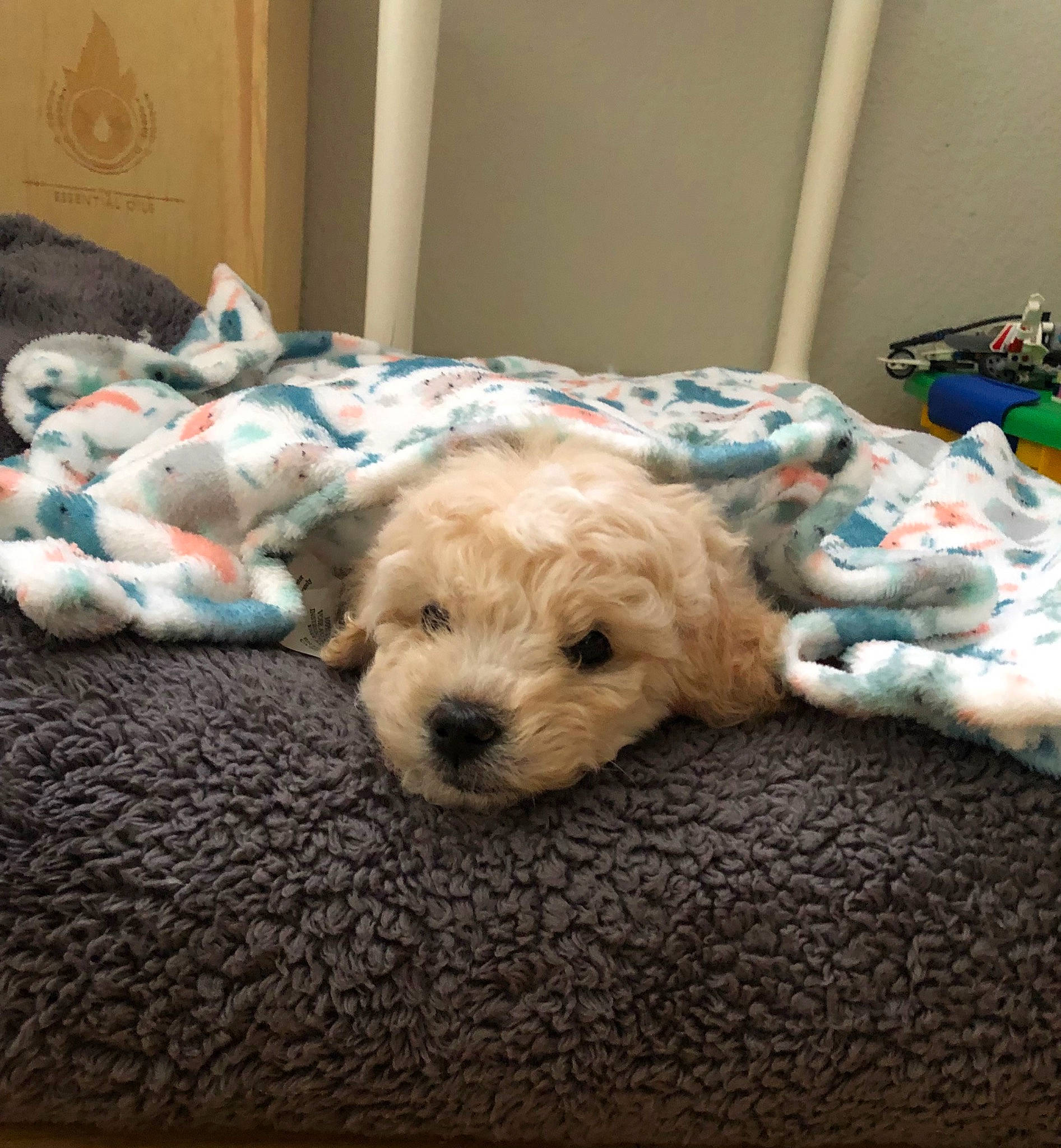 Bailey joined the competition — help win amazing prizes! carnivore, comfort, companion_dog, couch, dog, dog_breed, dog_supply, flooring, fur, labradoodle, linens, pet_supply, room, small_terrier, sofa_bed, sporting_group, terrier, toy_dog, working_animal, yorkipoo