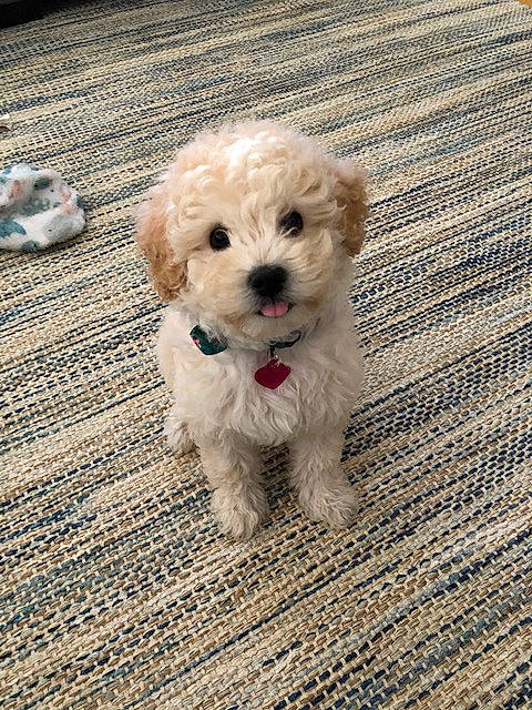 Bailey joined the competition — help win amazing prizes! canidae, carnivore, companion_dog, dog, dog_breed, fur, labradoodle, maltepoo, poodle, poodle_crossbreed, puppy, puppy_love, shih_poo, small_terrier, snout, sporting_group, terrier, toy_dog, water_dog, working_animal