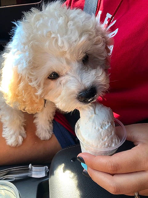 Bailey is registered to the contest to win money with this photo: bichon, canidae, carnivore, companion_dog, dog, dog_breed, dog_collar, dog_supply, fur, labradoodle, maltepoo, poodle, puppy, puppy_love, shih_poo, sporting_group, terrier, toy_dog, water_dog, yorkipoo