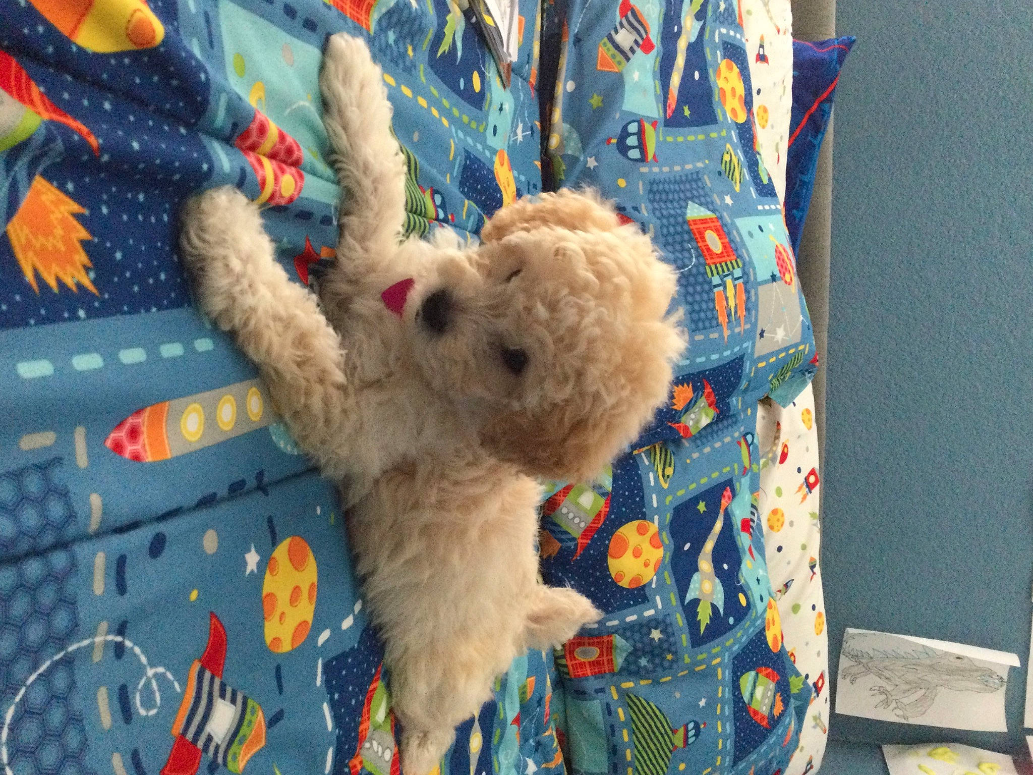 Bailey joined the competition — help win amazing prizes! art, baby_toys, canidae, companion_dog, craft, electric_blue, fur, labradoodle, linens, needlework, pattern, plush, room, sporting_group, stuffed_toy, teddy_bear, textile, toy, wool