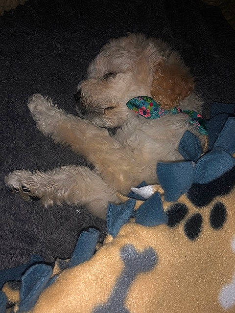 Bailey is registered to the contest to win money with this photo: bichon, canidae, carnivore, cockapoo, companion_dog, dog, dog_breed, fawn, fur, goldendoodle, labradoodle, maltepoo, paw, poodle, small_terrier, terrier, toy, toy_dog, water_dog, working_animal