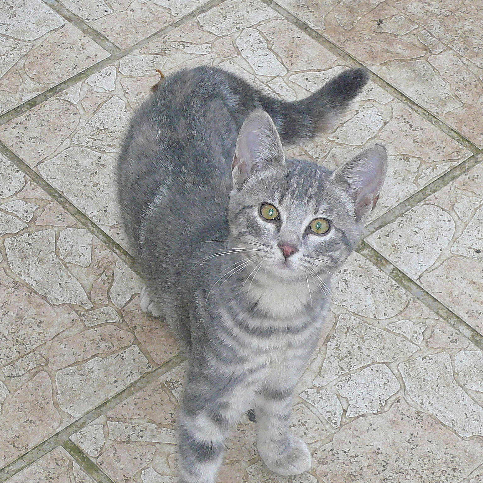 Maxi