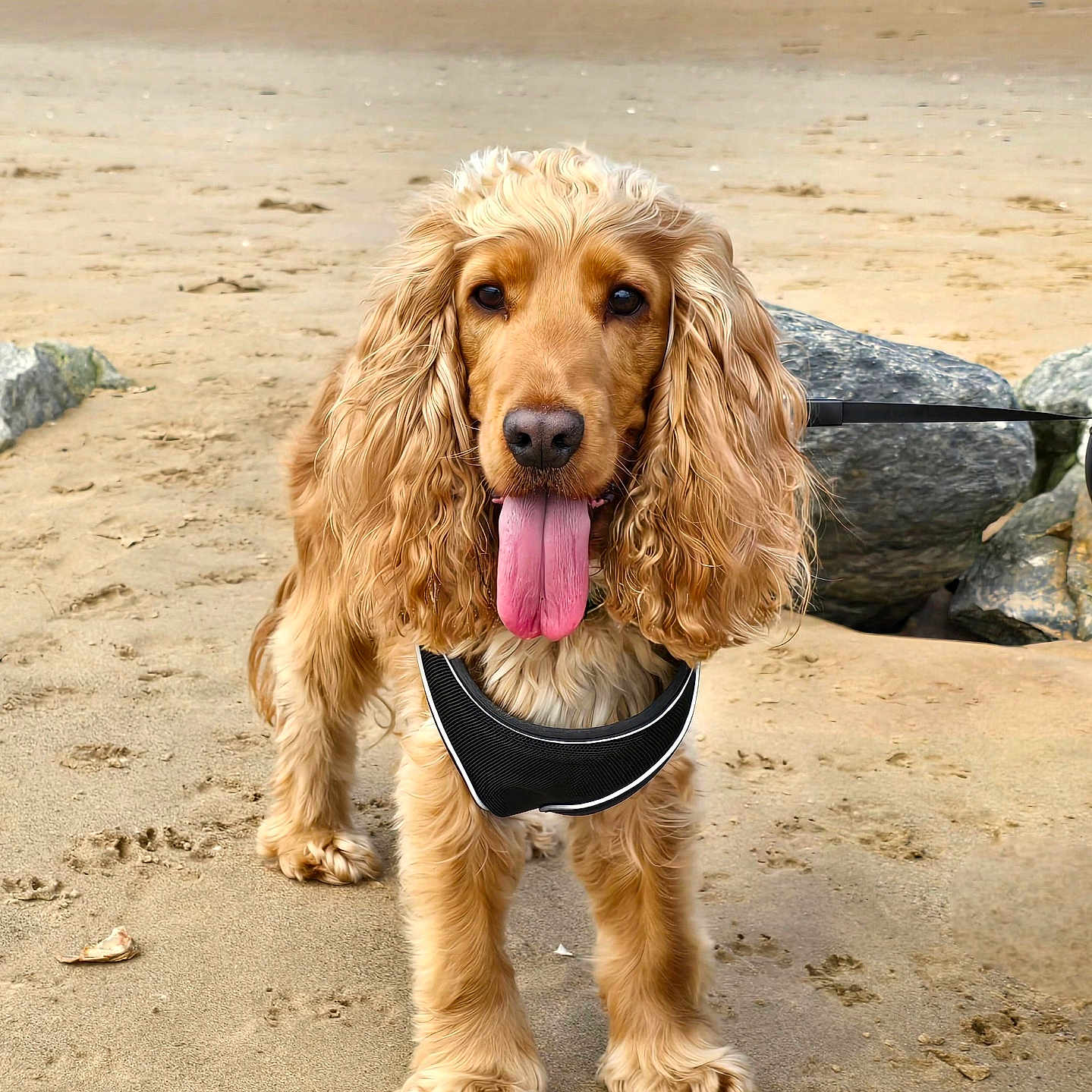Flash is registered to the contest to win money with this photo: accessories, animal, beach, canine, coast, cockerspaniel, dog, hound, nature, outdoors, pet, puppy, rock, sand, sea, shoreline, soil, summer, terrier, water