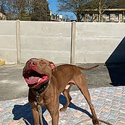 Beldi a rejoint le concours — aidez-le/la à gagner de superbes lots ! dog, brown_dog, outdoor, sunny, quilt, happy, pet, canine, leash, collar, smiling, blue_sky, fence, shadow, playful, animal, summer, tongue_out, cute, nature