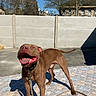 dog, brown_dog, outdoor, sunny, quilt, happy, pet, canine, leash, collar, smiling, blue_sky, fence, shadow, playful, animal, summer, tongue_out, cute, nature