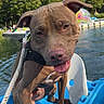 Beldi a rejoint le concours — aidez-le/la à gagner de superbes lots ! dog, brown_dog, pitbull, pet, tongue_out, outdoor, water, lake, paddle_boat, blue_boat, trees, greenery, sunny, daytime, leash, harness, animal, canine, nature, playful