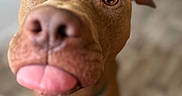 Beldi a rejoint le concours — aidez-le/la à gagner de superbes lots ! dog, brown_dog, close_up, tongue_out, nose, ears, wide_eyes, bow_tie, pet, canine, indoor, floor, curious, playful, cute, animal, portrait, focus_on_face, friendly, domestic_animal