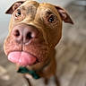 animal, bow_tie, brown_dog, canine, close_up, curious, cute, dog, domestic_animal, ears, floor, focus_on_face, friendly, indoor, nose, pet, playful, portrait, tongue_out, wide_eyes