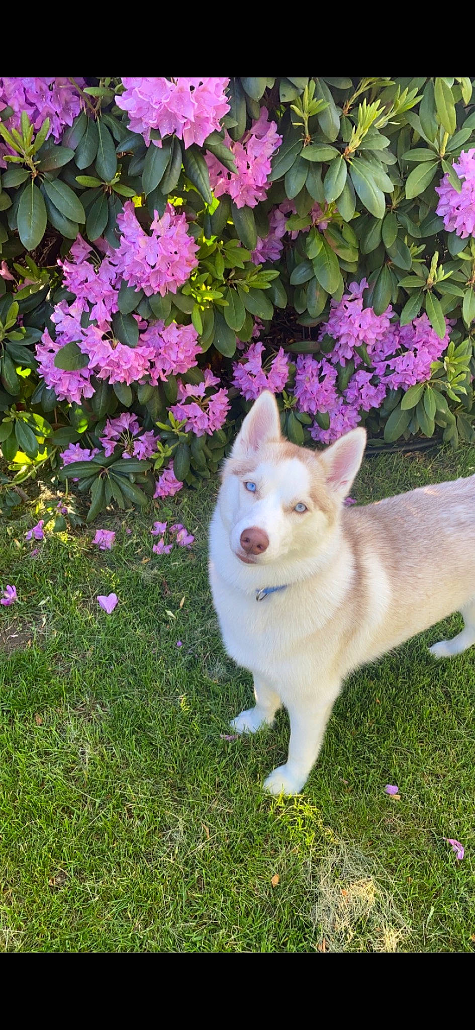 Mazikeen is registered to the contest to win money with this photo: annual_plant, canidae, carnivore, companion_dog, dog, dog_breed, fawn, flower, flowering_plant, garden, grass, groundcover, magenta, petal, plant, shrub, snout, sporting_group, tail, terrestrial_plant