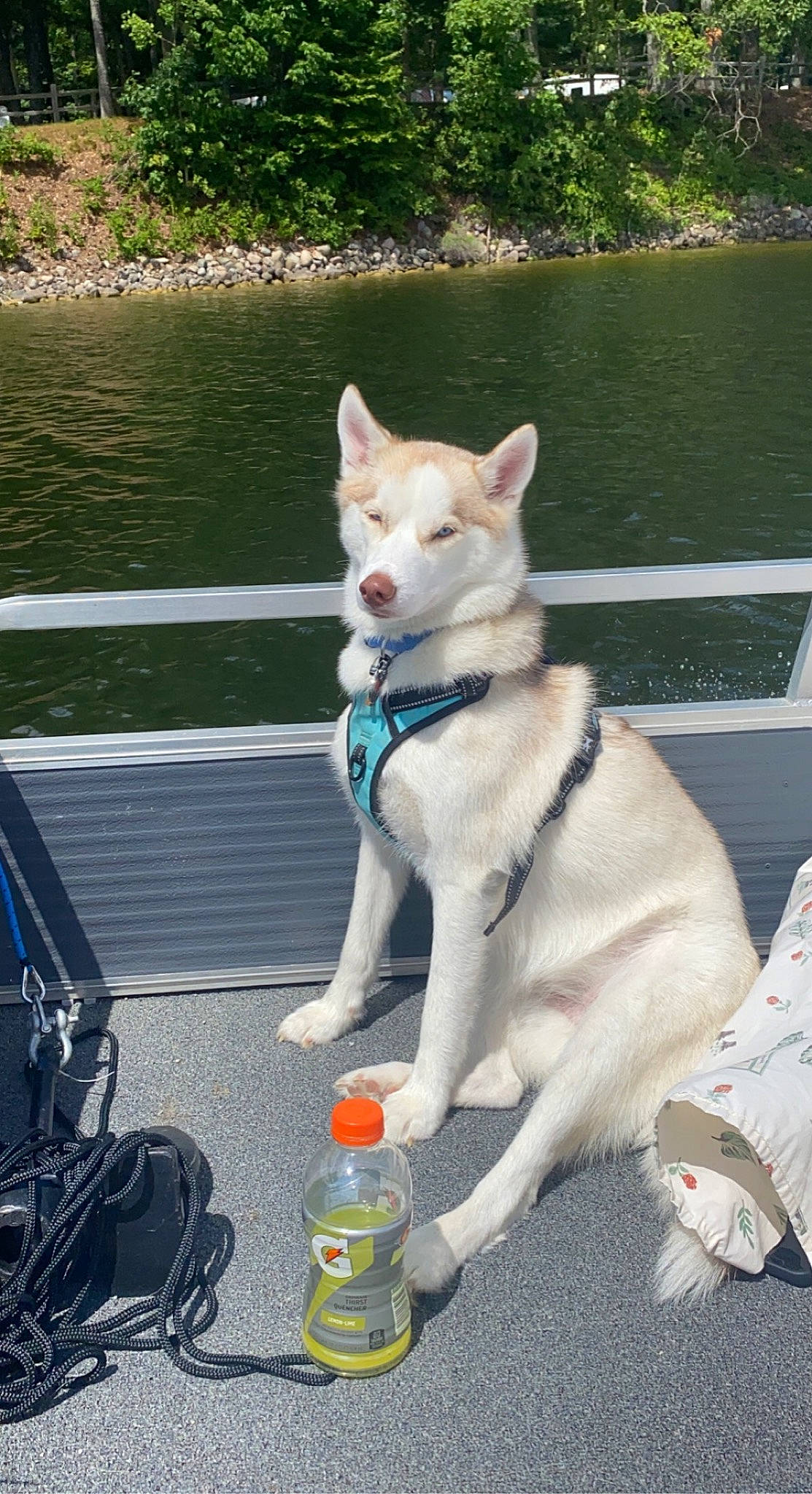 Mazikeen is registered to the contest to win money with this photo: bottle, carnivore, collar, companion_dog, dog, dog_breed, dog_collar, dog_supply, fawn, kintamani, lake, leash, plastic_bottle, recreation, sled_dog, tail, vehicle, water, water_bottle, working_animal