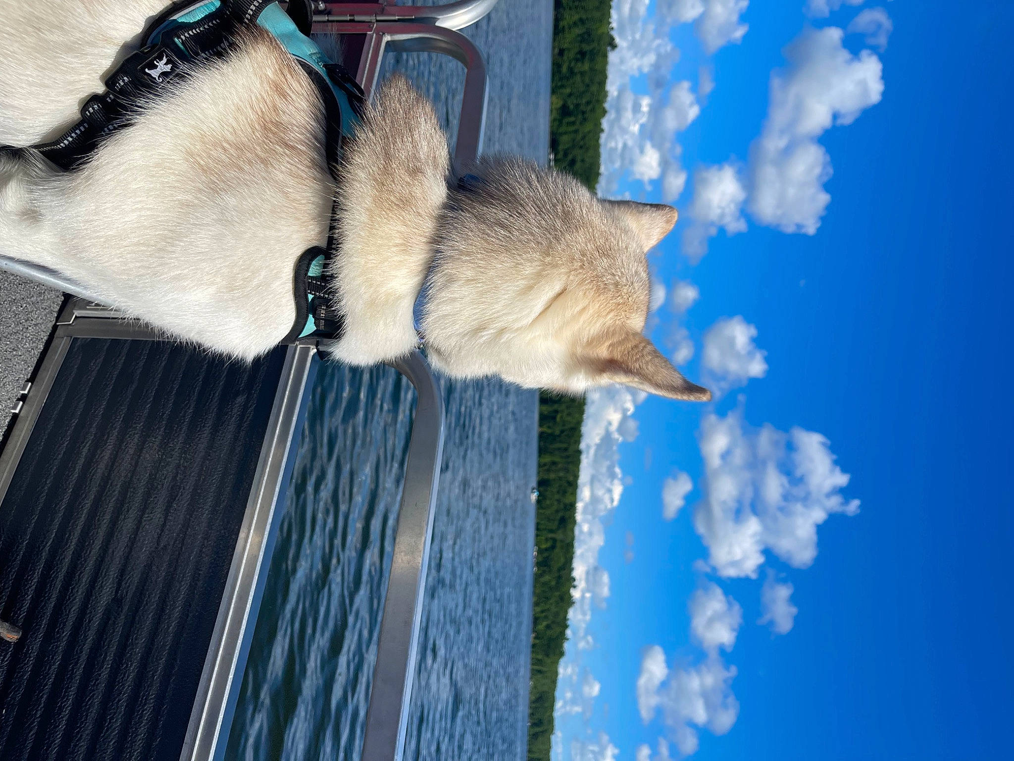 Mazikeen joined the competition — help win amazing prizes! _geese_and_swans, blue, cloud, cumulus, ducks, electric_blue, feather, freezing, fur, house, plant, sky, snout, tail, tower, tree, water, waterfowl, wildlife, window