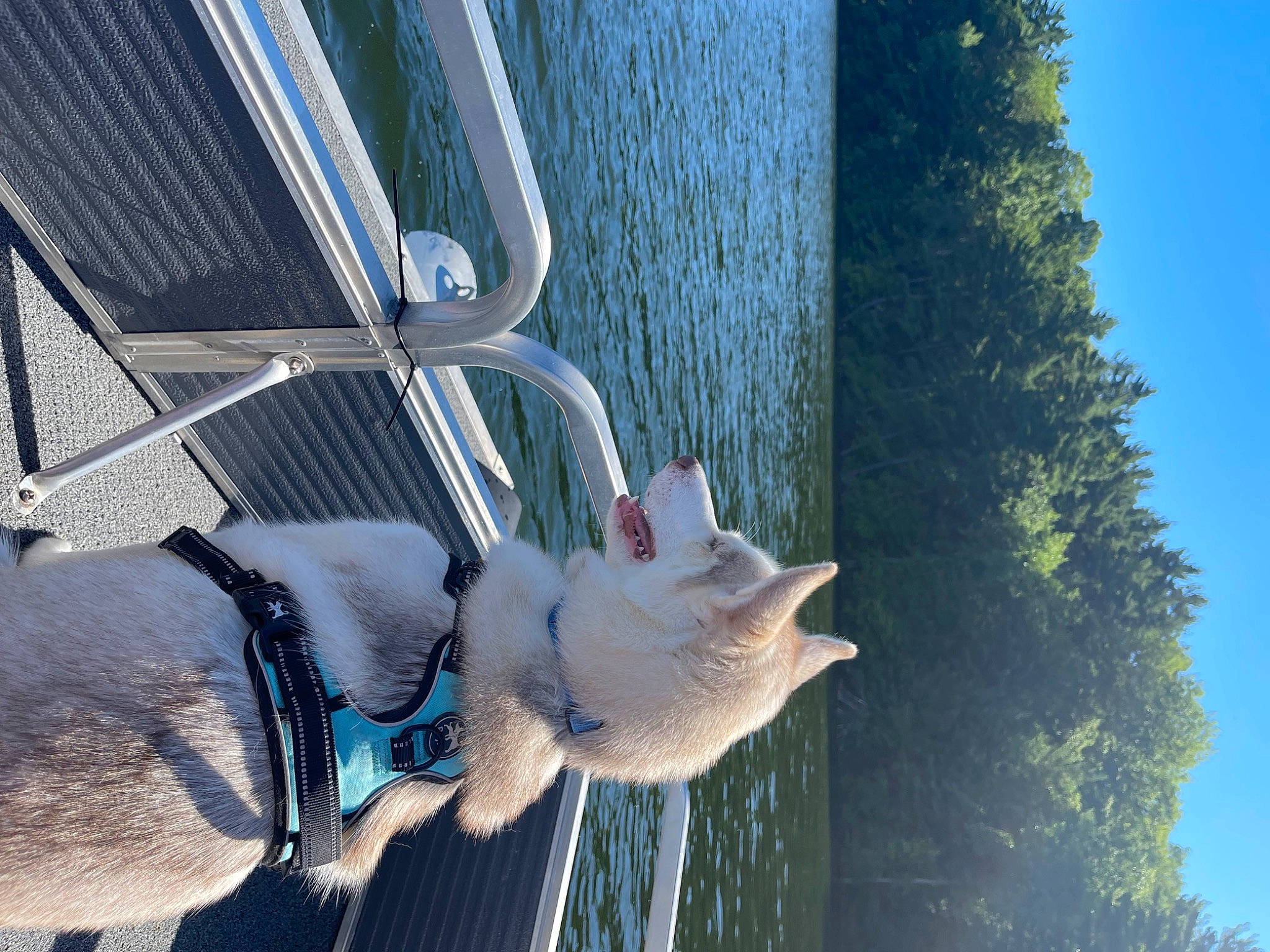 Mazikeen joined the competition — help win amazing prizes! canidae, carnivore, collar, companion_dog, dog, dog_breed, dog_collar, electric_blue, fawn, leash, line, mammal, pet_supply, sky, snout, tail, tree, water, white, wood