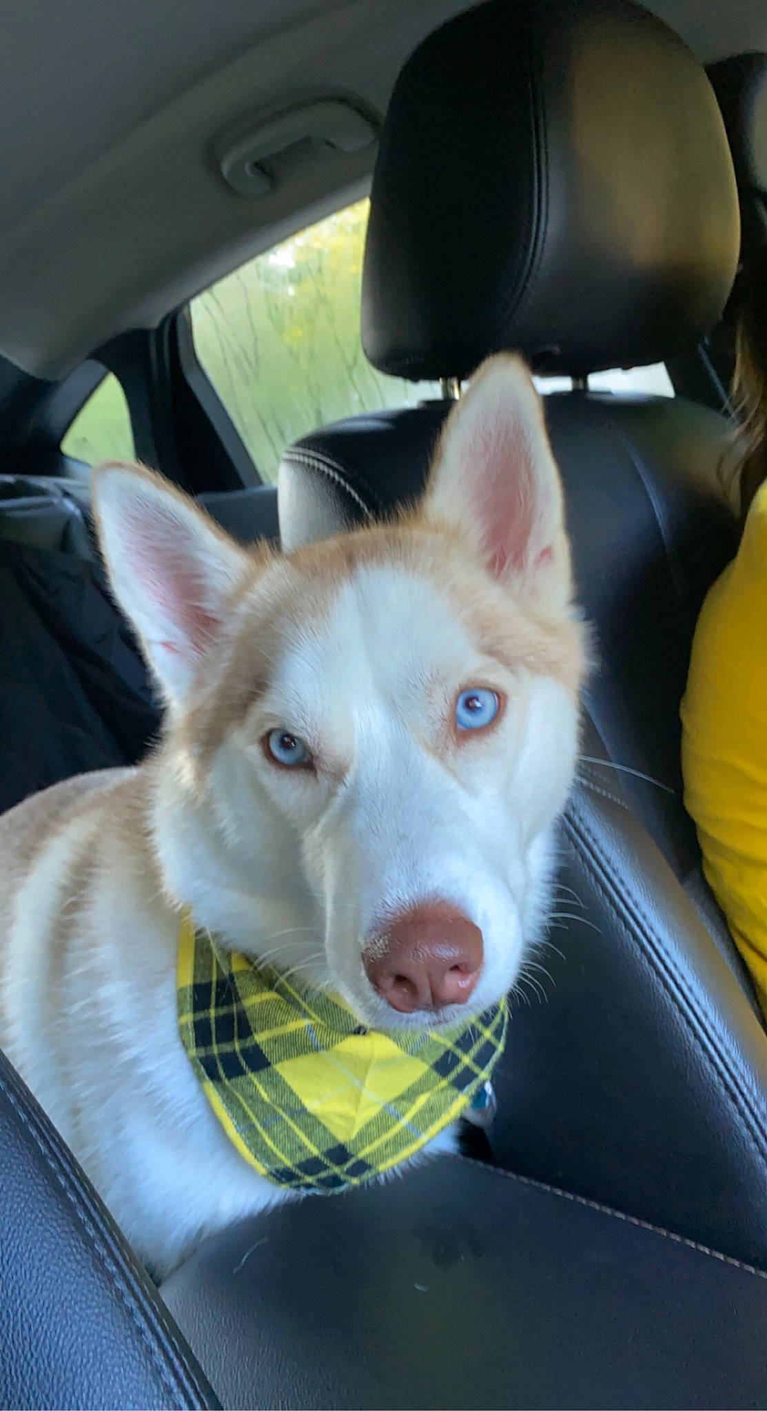 Mazikeen joined the competition — help win amazing prizes! auto_part, car, car_seat, carnivore, collar, comfort, companion_dog, dog, dog_breed, fawn, fur, jaw, snout, sporting_group, tire, vehicle, vehicle_door, wheel, whiskers, working_animal