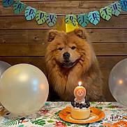 Mushu is registered to the contest to win money with this photo: animal, balloon, banner, birthday, cake, candle, celebration, crown, cute, decorations, dog, festive, fluffy, indoor, party, pet, smiling, table, tablecloth, wooden_wall