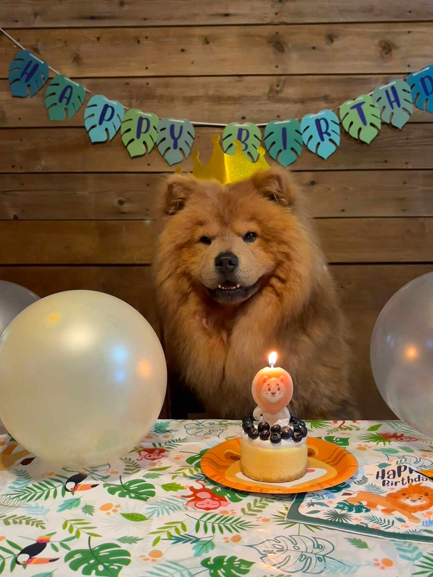Mushu is registered to the contest to win money with this photo: animal, balloon, banner, birthday, cake, candle, celebration, crown, cute, decorations, dog, festive, fluffy, indoor, party, pet, smiling, table, tablecloth, wooden_wall