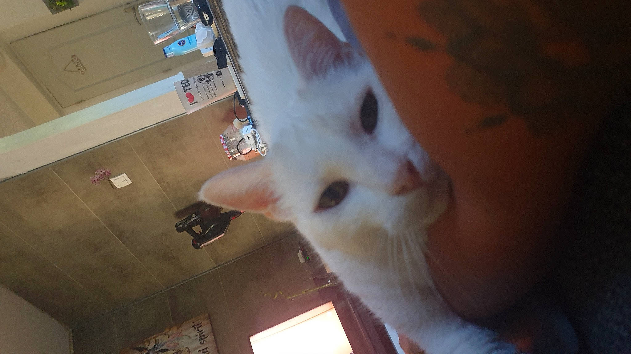 Weewee a rejoint le concours — aidez-le/la à gagner de superbes lots ! cardboard, carnivore, cat, domestic_short_haired_cat, ear, fawn, felidae, flooring, fur, hardwood, paw, small_to_medium_sized_cats, snout, tail, whiskers, window, wood