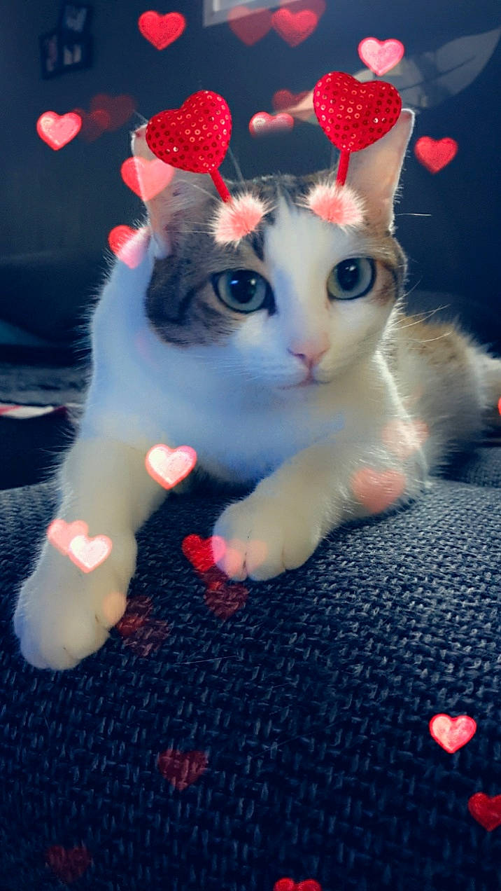 Moshi a rejoint le concours — aidez-le/la à gagner de superbes lots ! art, carmine, carnivore, cat, doll, fashion_accessory, fawn, felidae, fur, pattern, paw, petal, plush, red, small_to_medium_sized_cats, snout, stuffed_toy, tail, toy, whiskers