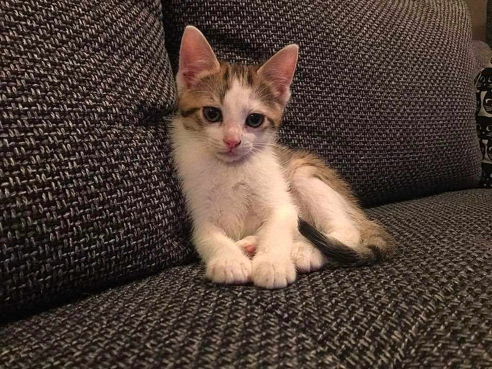 Moshi