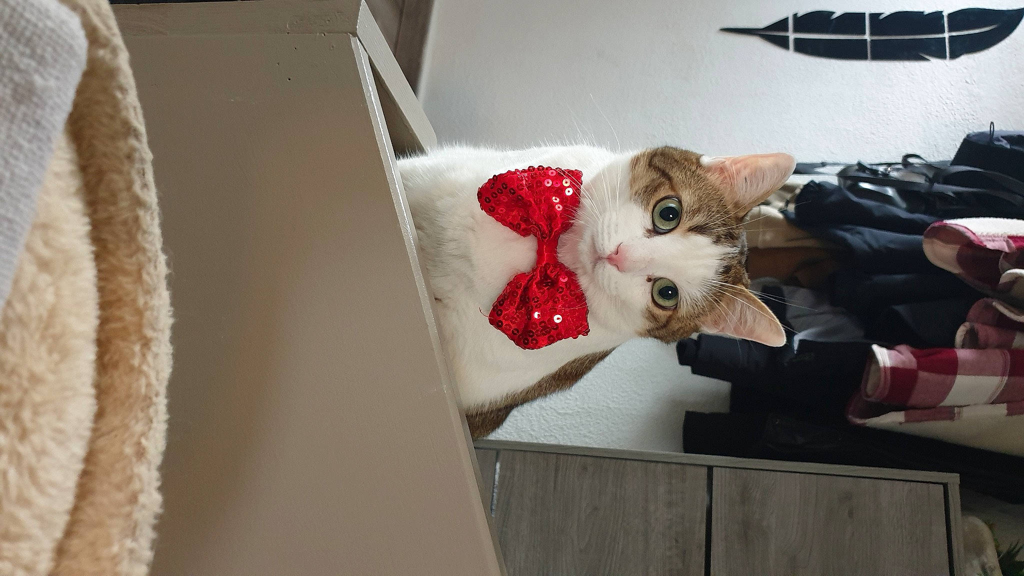 Moshi participe au concours pour gagner de l'argent avec cette photo : carmine, carnivore, cat, comfort, couch, domestic_short_haired_cat, felidae, fur, home_accessories, lap, linens, room, small_to_medium_sized_cats, tail, whiskers, wood