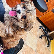 Bowie joined the competition — help win amazing prizes! puppy, dog, tongue_out, happy, fluffy, indoor, cabinets, tile_floor, office_chair, pet, cute, small_dog, brown_fur, black_nose, person_lap, keys, cheerful, animal, domestic, companion