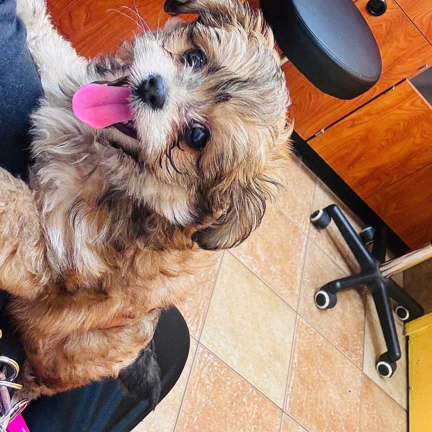 Bowie joined the competition — help win amazing prizes! puppy, dog, tongue_out, happy, fluffy, indoor, cabinets, tile_floor, office_chair, pet, cute, small_dog, brown_fur, black_nose, person_lap, keys, cheerful, animal, domestic, companion