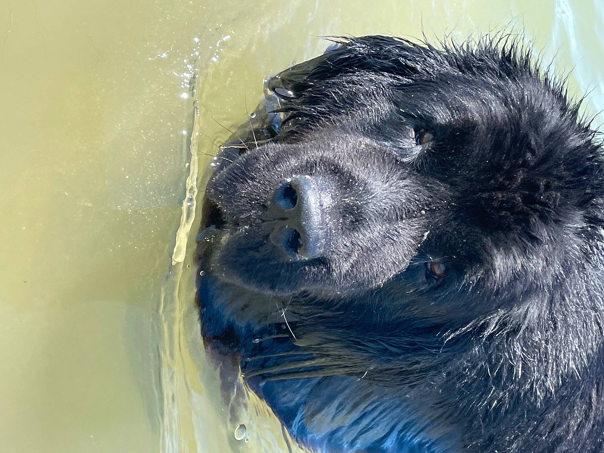 Irka participe au concours pour gagner de l'argent avec cette photo : canidae, carnivore, companion_dog, dog_breed, electric_blue, fur, liquid, liver, sporting_group, terrestrial_animal, water, whiskers, wildlife, wind_wave, working_animal