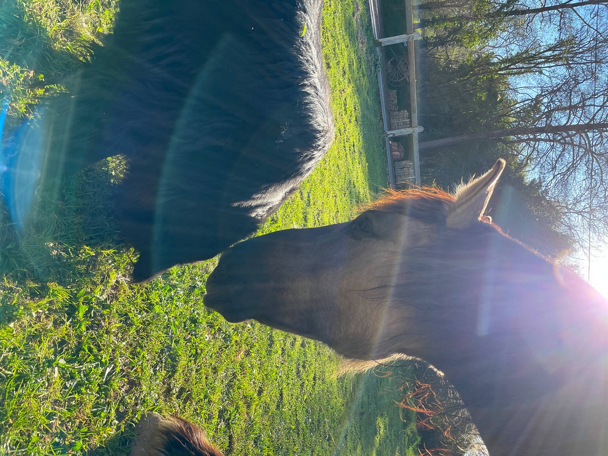 Irka participe au concours pour gagner de l'argent avec cette photo : forest, grass, grass_family, grassland, jungle, landscape, light, natural_landscape, plant, reflection, shade, shadow, sky, sunlight, terrestrial_plant, tints_and_shades, tree, trunk, water, wood