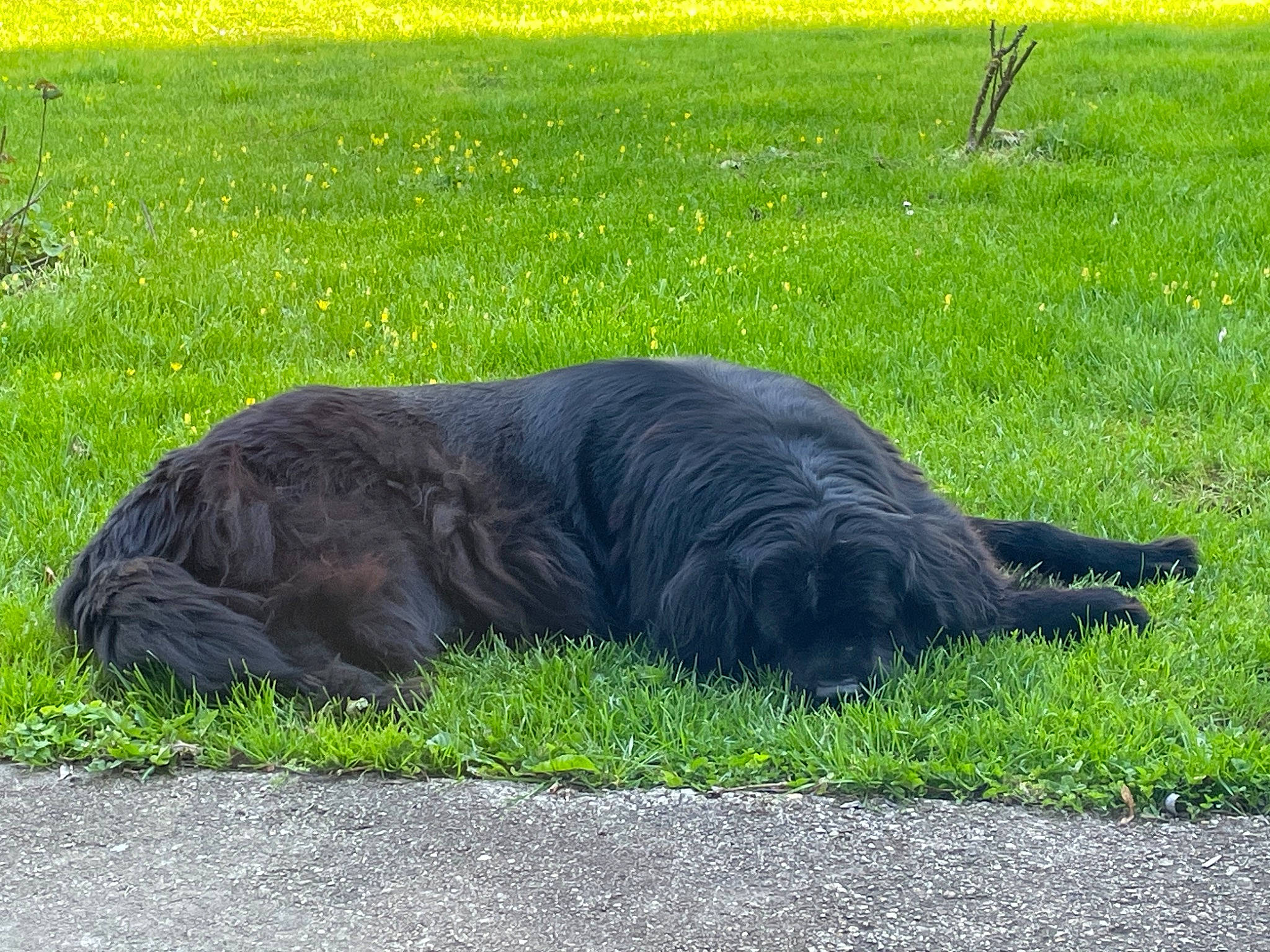 Irka a rejoint le concours — aidez-le/la à gagner de superbes lots ! asphalt, canidae, carnivore, cat, dog, dog_breed, felidae, fur, grass, grassland, groundcover, lawn, pasture, plant, snout, soil, sporting_group, tail, terrestrial_animal, working_animal