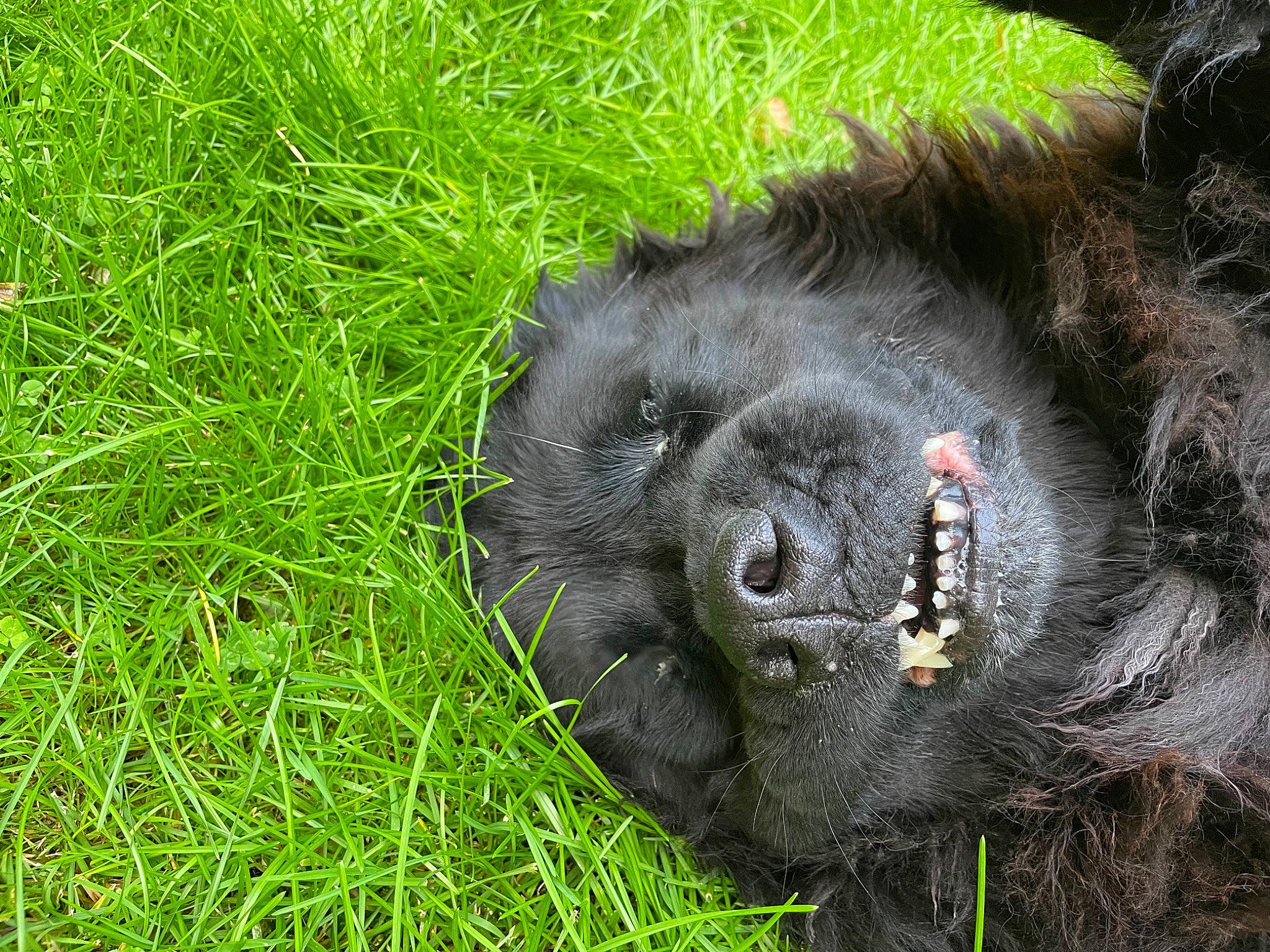 Irka participe au concours pour gagner de l'argent avec cette photo : canidae, carnivore, common_chimpanzee, dog_breed, foot, fur, grass, grassland, groundcover, liver, natural_material, paw, plant, shrubland, snout, sporting_group, terrestrial_animal, whiskers, wildlife, working_animal