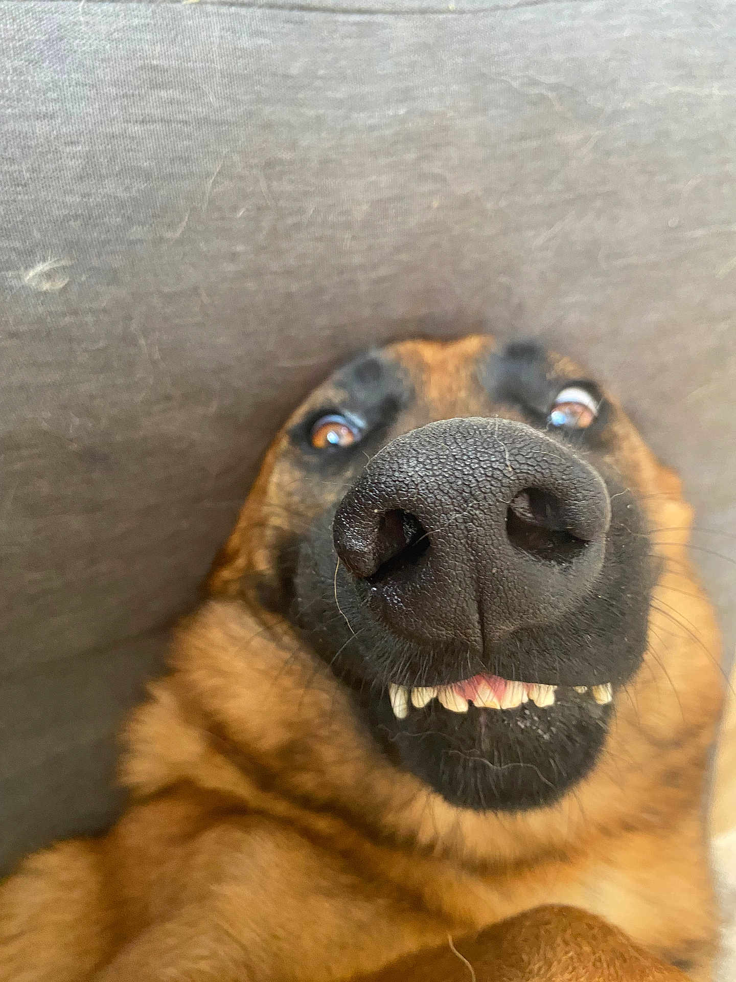 Bernie a rejoint le concours — aidez-le/la à gagner de superbes lots ! animal, black_snout, brown_fur, canine, close_up, cute, dog, expression, fabric, funny_face, indoors, lying_down, muzzle, nose, pet, playful, portrait, teeth, texture, wide_eyes
