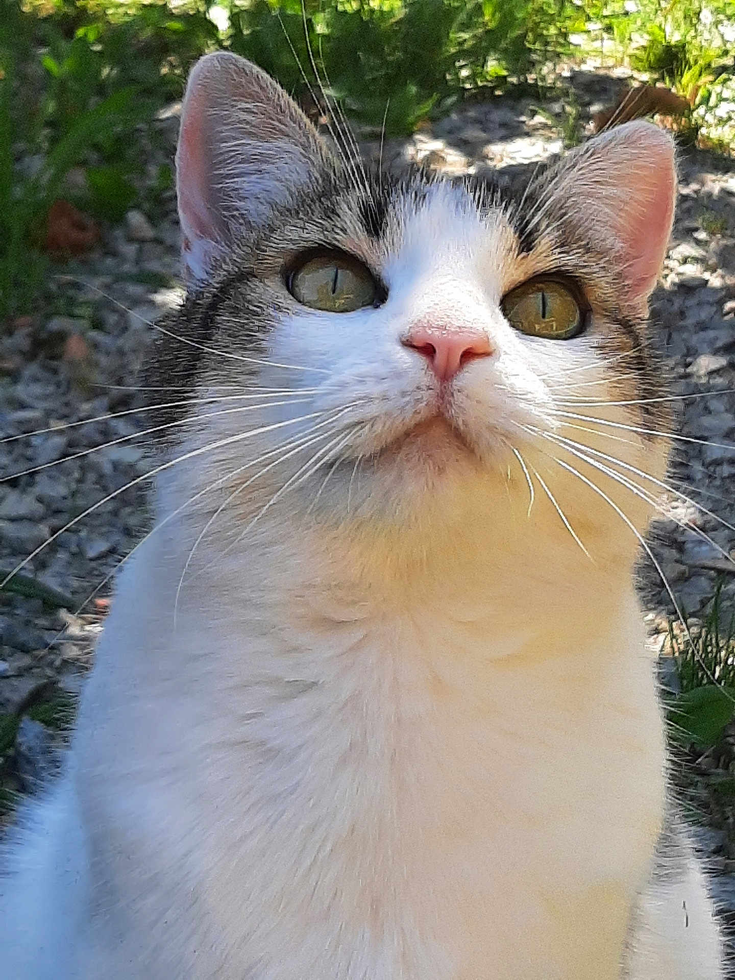 Princesse