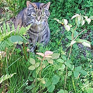 Bianca a rejoint le concours — aidez-le/la à gagner de superbes lots ! cat, cat_like_mammal, ecosystem, fauna, flora, grass, grass_family, herb, leaf, plant, plant_community, small_to_medium_sized_cats, whiskers, wild_cat, wildlife