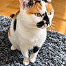 cat, calico_cat, pet, animal, feline, sitting, indoor, rug, carpet, wooden_floor, green_eyes, whiskers, ears, fur, orange_fur, black_fur, white_fur, portrait, sunlight, living_room