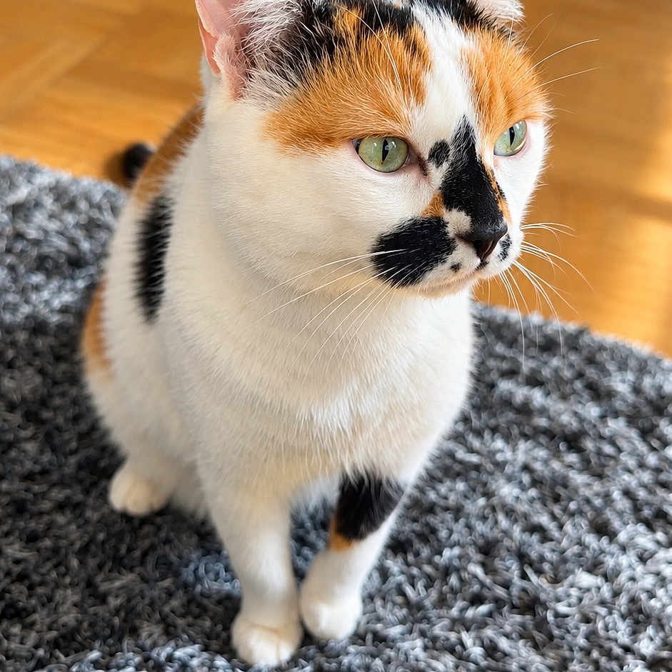 Vaiana participe au concours pour gagner de l'argent avec cette photo : cat, calico_cat, pet, animal, feline, sitting, indoor, rug, carpet, wooden_floor, green_eyes, whiskers, ears, fur, orange_fur, black_fur, white_fur, portrait, sunlight, living_room