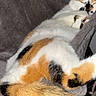Vaiana participe au concours pour gagner de l'argent avec cette photo : cat, calico_cat, sleeping, curled_up, paw, tail, fur, orange, black, white, pet, indoors, couch, blanket, relaxed, cozy, close_up, portrait, animal, nap