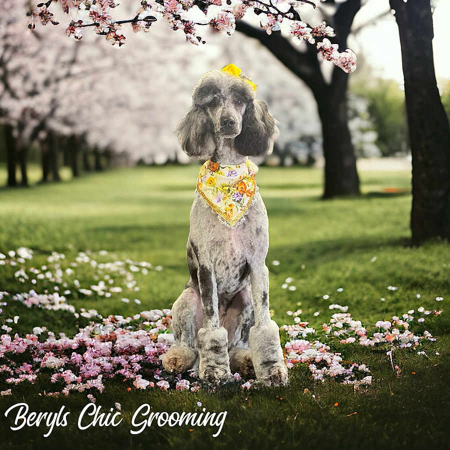 Luna Williams joined the competition — help win amazing prizes! animal, canine, dog, face, flower, flowerarrangement, grass, head, lawn, nature, outdoors, park, person, pet, petal, photography, plant, poodle, tree, vegetation