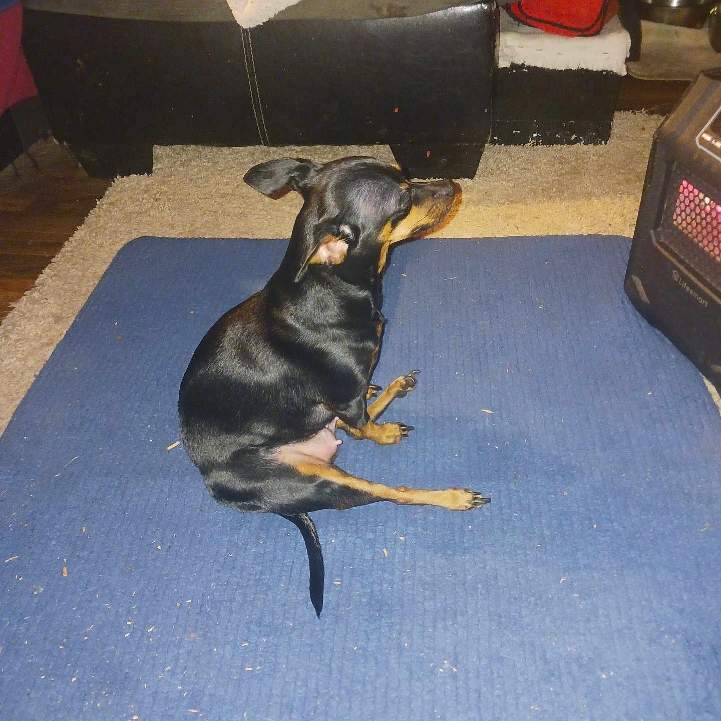 Felony is registered to the contest to win money with this photo: animal, black_dog, canine, carpet, dog, domestic, ears, floor, furniture, heater, indoor, living_room, mat, pet, quiet, resting, side_view, small_dog, tail, tan_dog