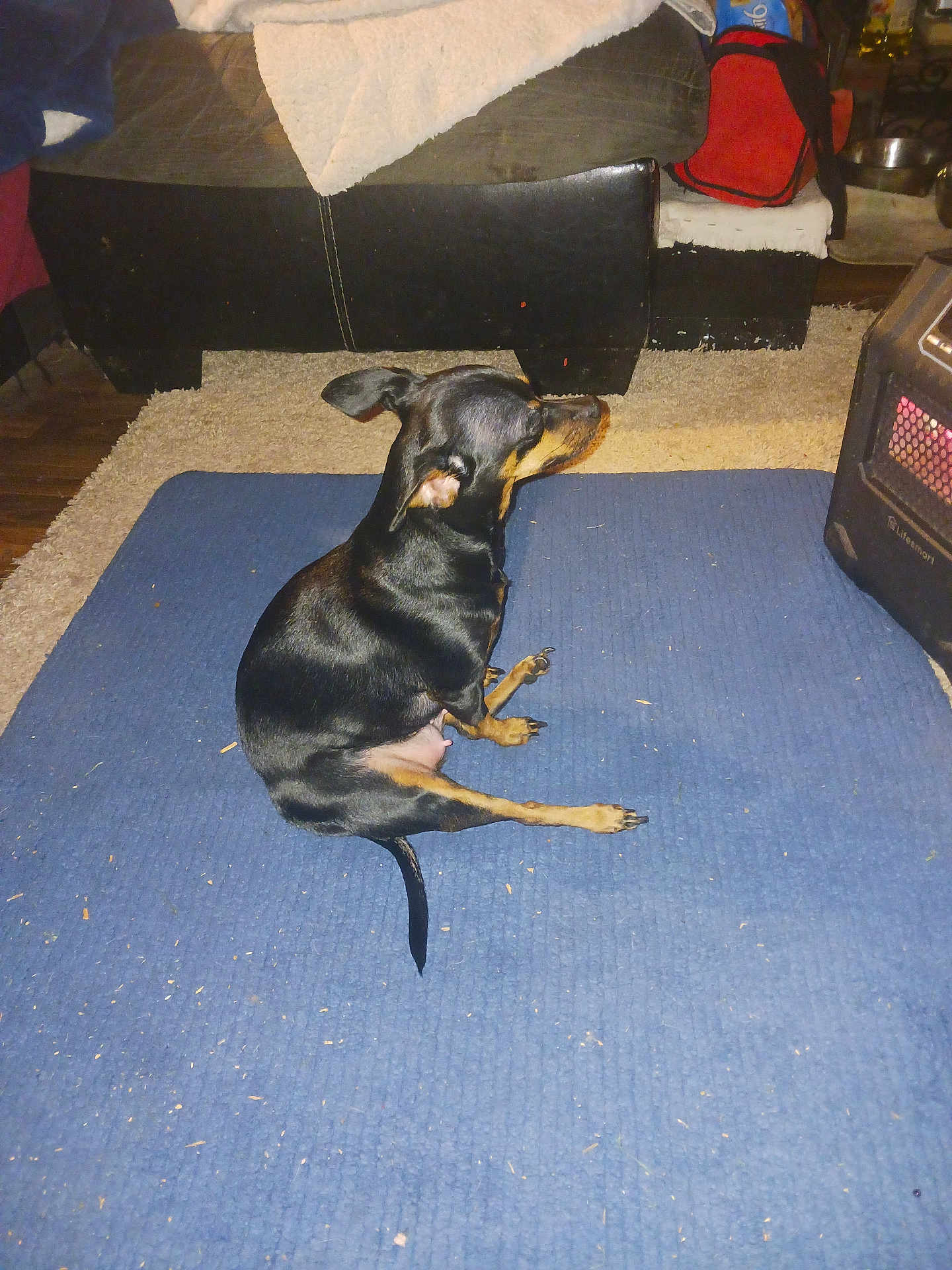 Felony is registered to the contest to win money with this photo: dog, small_dog, black_dog, tan_dog, pet, indoor, carpet, mat, furniture, heater, living_room, side_view, canine, animal, floor, domestic, ears, tail, quiet, resting