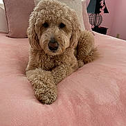 Muffin is registered to the contest to win money with this photo: dog, bed, pink, curly_hair, plush_toy, pillow, room, indoor, furniture, cute, pet, canine, relaxed, soft_texture, sleepy, cozy, domestic, animal, resting, decor