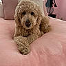 dog, bed, pink, curly_hair, plush_toy, pillow, room, indoor, furniture, cute, pet, canine, relaxed, soft_texture, sleepy, cozy, domestic, animal, resting, decor