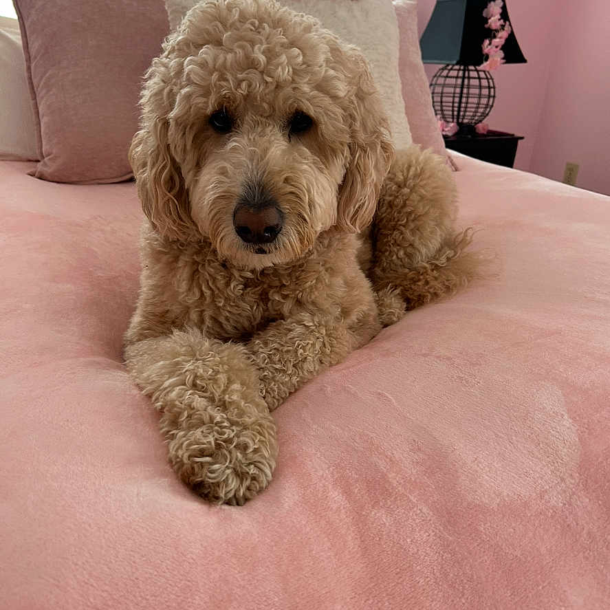 Muffin is registered to the contest to win money with this photo: dog, bed, pink, curly_hair, plush_toy, pillow, room, indoor, furniture, cute, pet, canine, relaxed, soft_texture, sleepy, cozy, domestic, animal, resting, decor